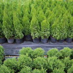 Nigra' American arborvitae