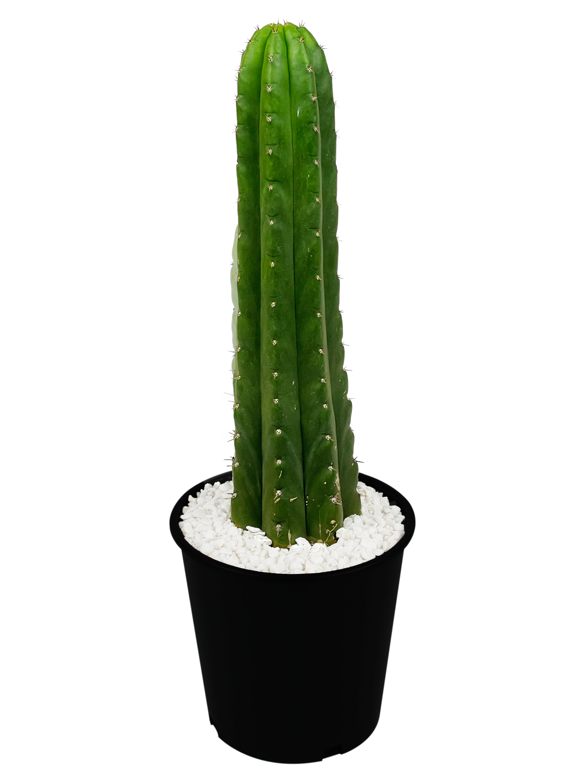 Full, high angle view of Echinopsis pachanoi (San Pedro Cactus), featuring tall, columnar stems with a vibrant green hue. The plant thrives in full to part sun, growing up to 6-15 feet tall and 3-5 feet wide. Hardy in USDA zones 8-11, it requires minimal water once established.