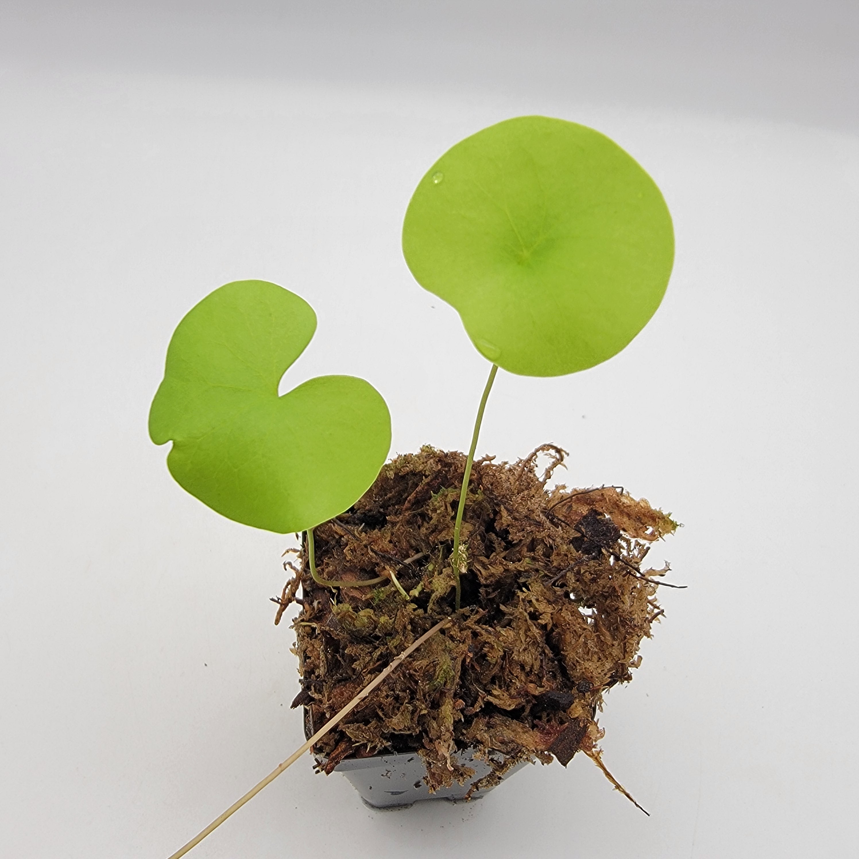 Utricularia nelumbifolia -Utricularia -Rainbow Carnivorous Plants LLC
