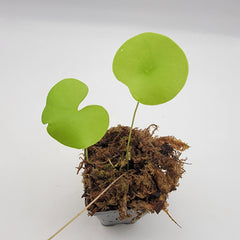 Utricularia nelumbifolia -Utricularia -Rainbow Carnivorous Plants LLC