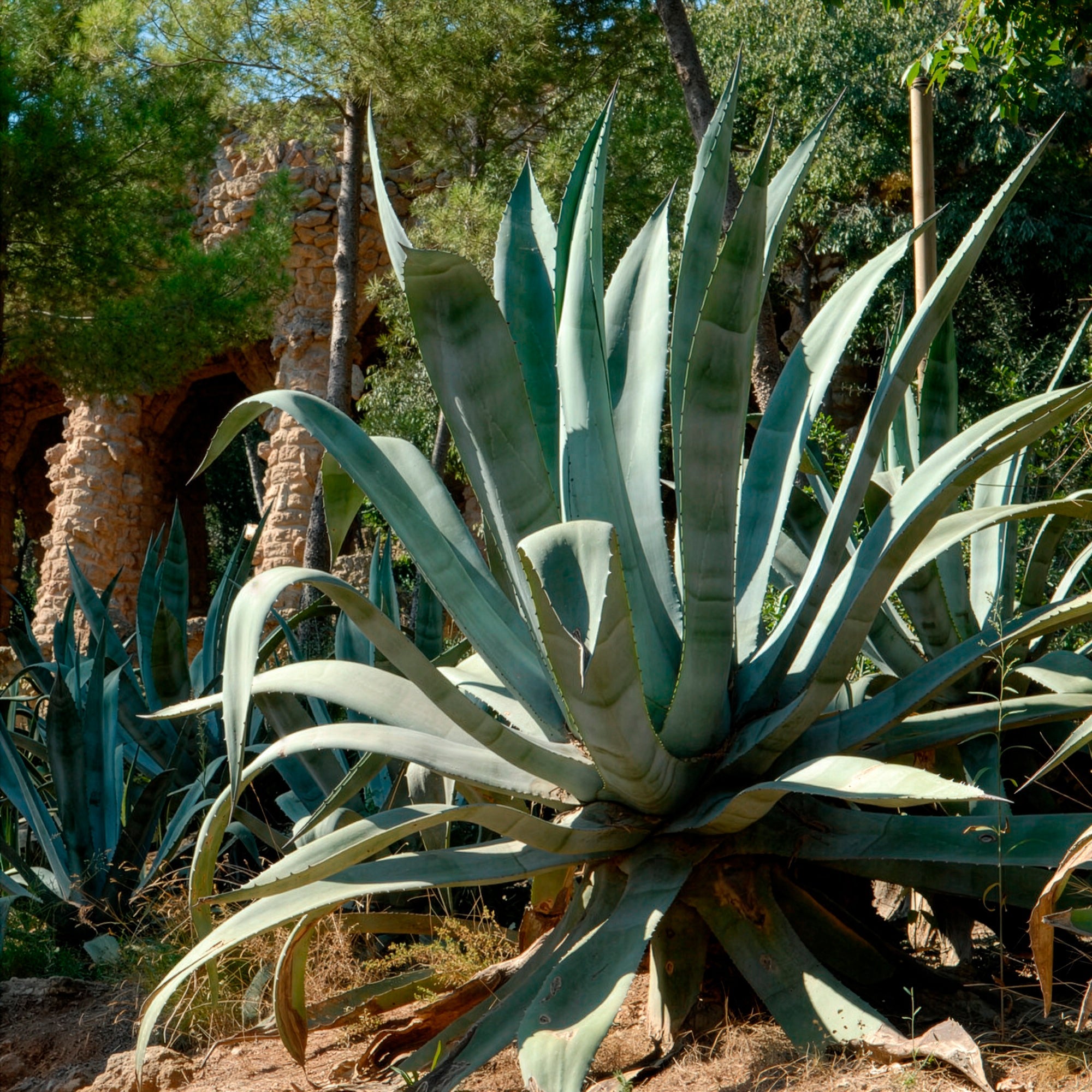 Amerikanische Agave - Bakker