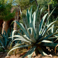 Amerikanische Agave - Bakker
