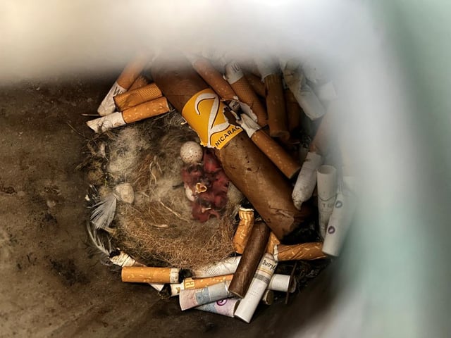 A bird is raising it's babies in a cigarette bucket at my workplace :  r/mildlyinteresting