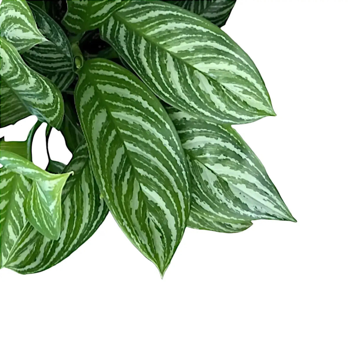 Aglaonema 'Stripes' close-up of leaf on white background.