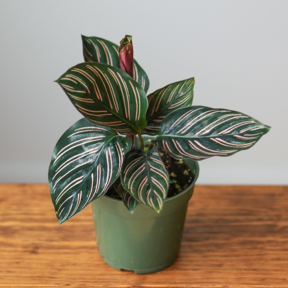 Calathea Ornata Pinstripe with pink and white striped leaves - Ed's Plant Shop