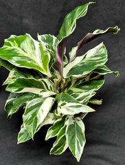 Calathea 'White Fusion'