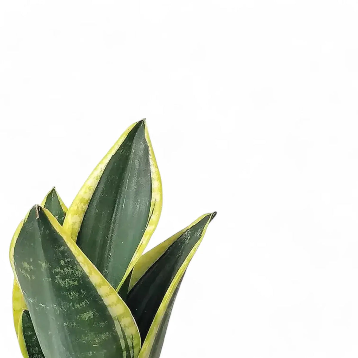 Dracaena (Sansevieria) trifasciata 'Night Shade' close-up of leaf on white background.