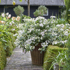 Hydrangea, Fairytrail Bride® Cascade Hydrangea