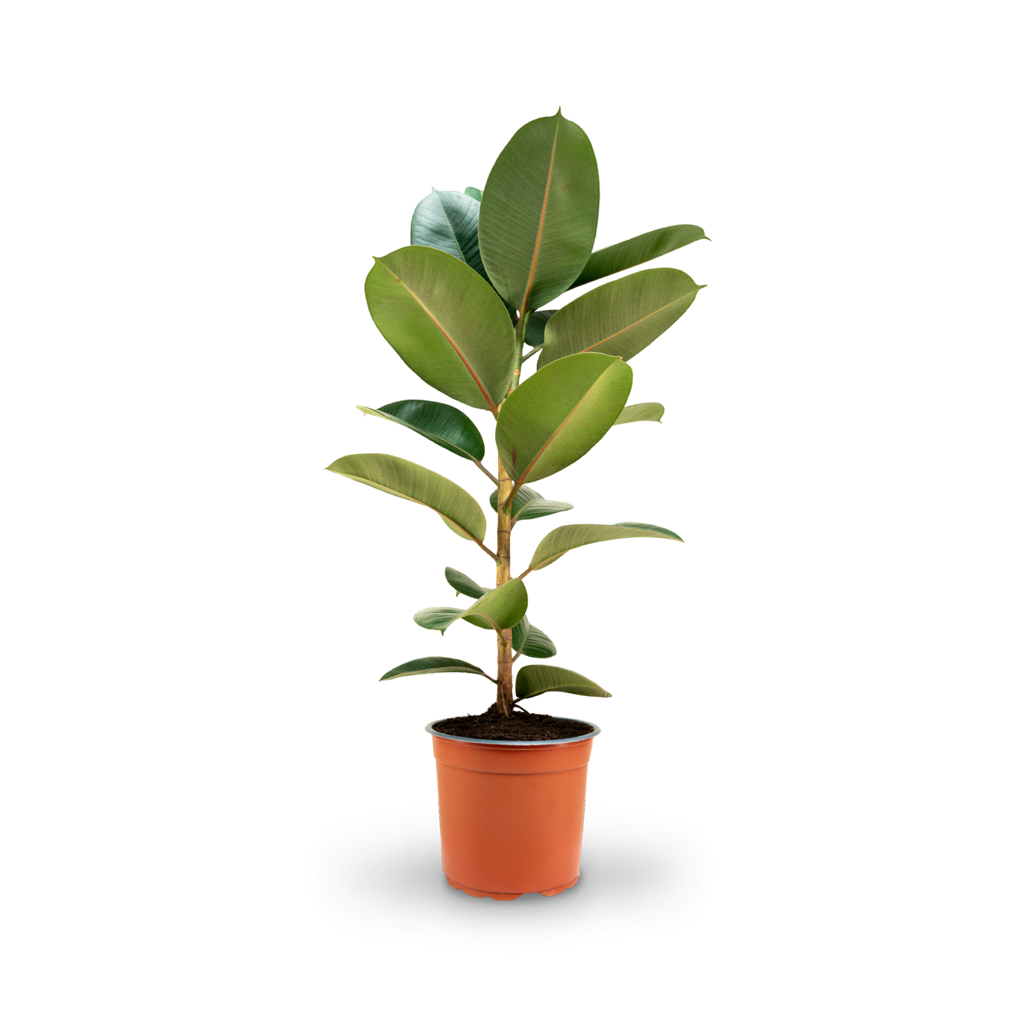 Großer Gummibaum 'Robusta' als Zimmerpflanze