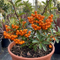 Pyracantha Orange Glow Firethorn Plants