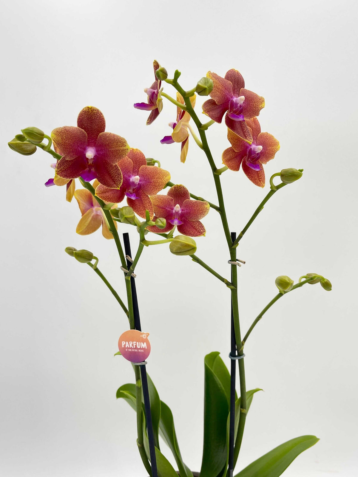 Fragrant Orchid, Phalaenopsis 'Bolgheri'