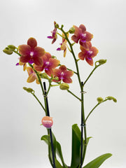 Fragrant Orchid, Phalaenopsis 'Bolgheri'