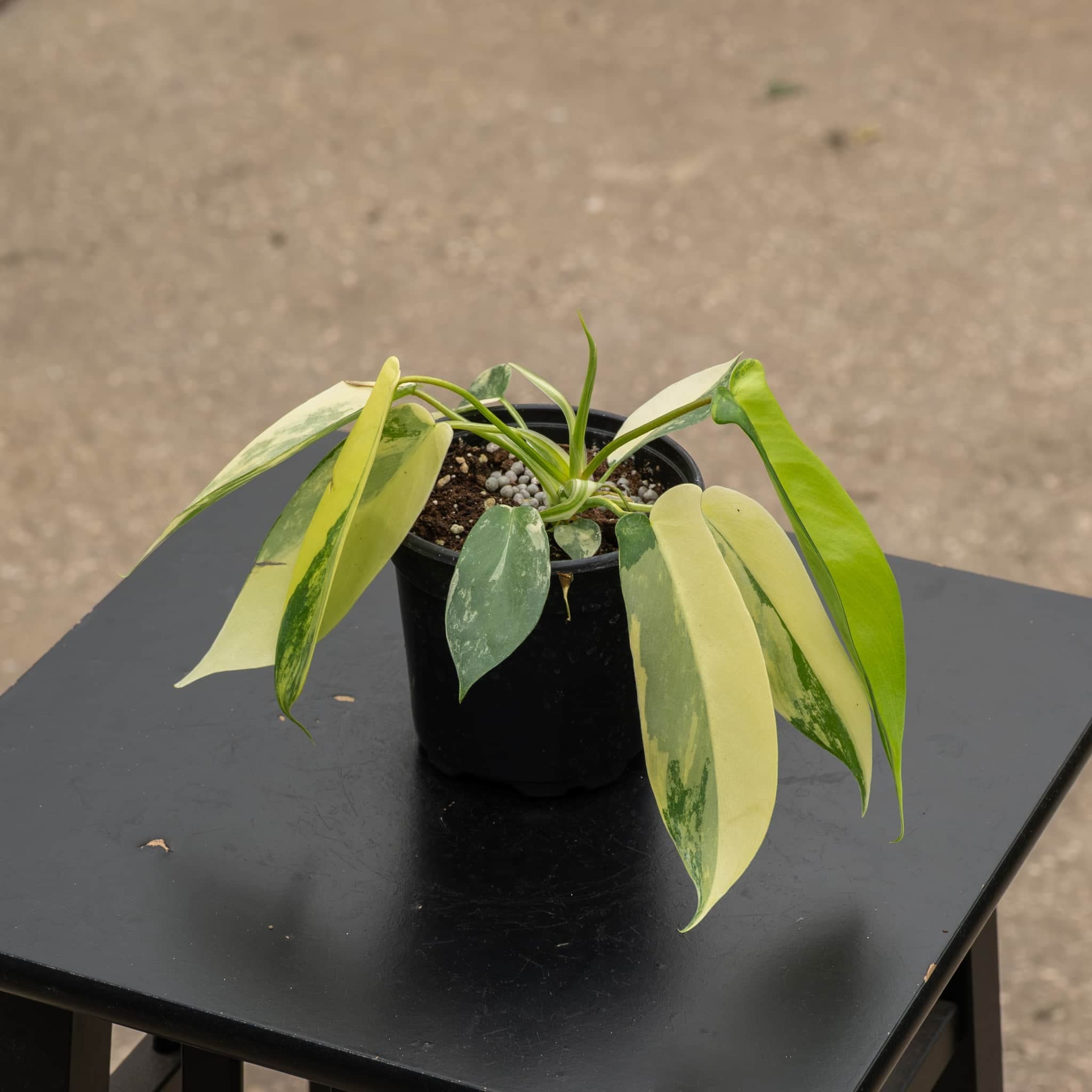 Gabriella Plants Philodendron Hybrid 4" Philodendron 'Florida Beauty'