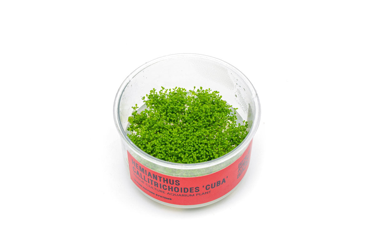 Healthy Hemianthus Callitrichoides 'Cuba' tissue culture plant from UNSTC, showcasing vibrant dwarf baby tears for aquatic aquascaping.