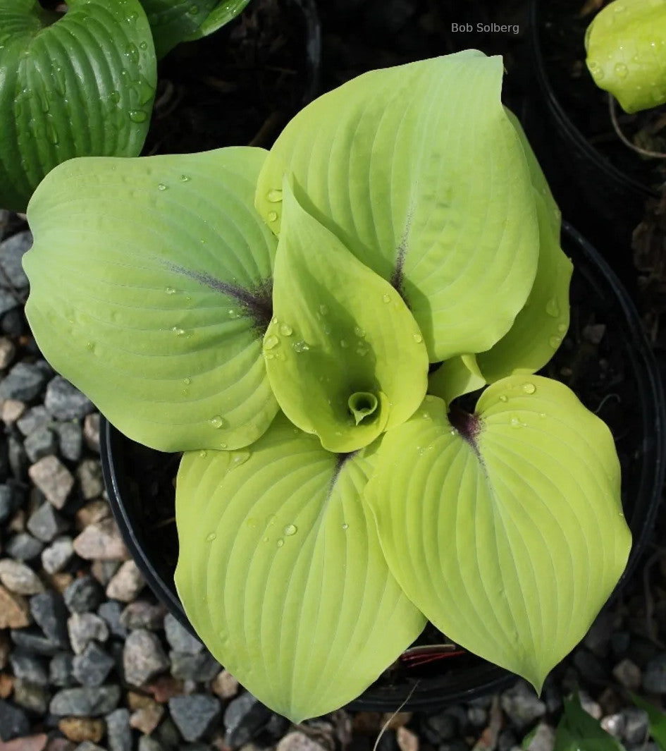 Hosta 'Calm before the Storm' spring color