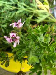 Citronella Geranium Cutting