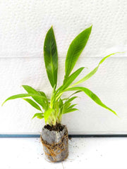 Philodendron Lynette (Tissue Culture Plant in Jiffy bag)