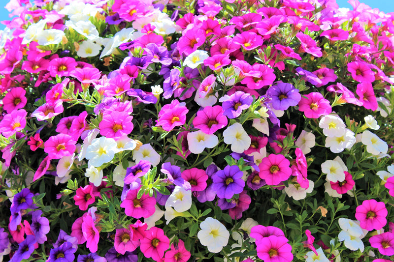 Million Bells (Calibrachoa)