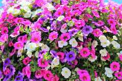 Million Bells (Calibrachoa)