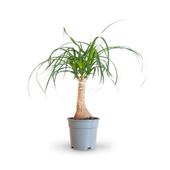 Plantura Elefantenfuß
