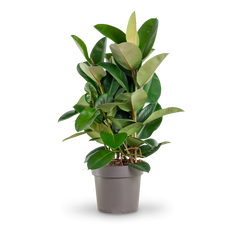Plantura Gummibaum 'Robusta' XXL-Größe