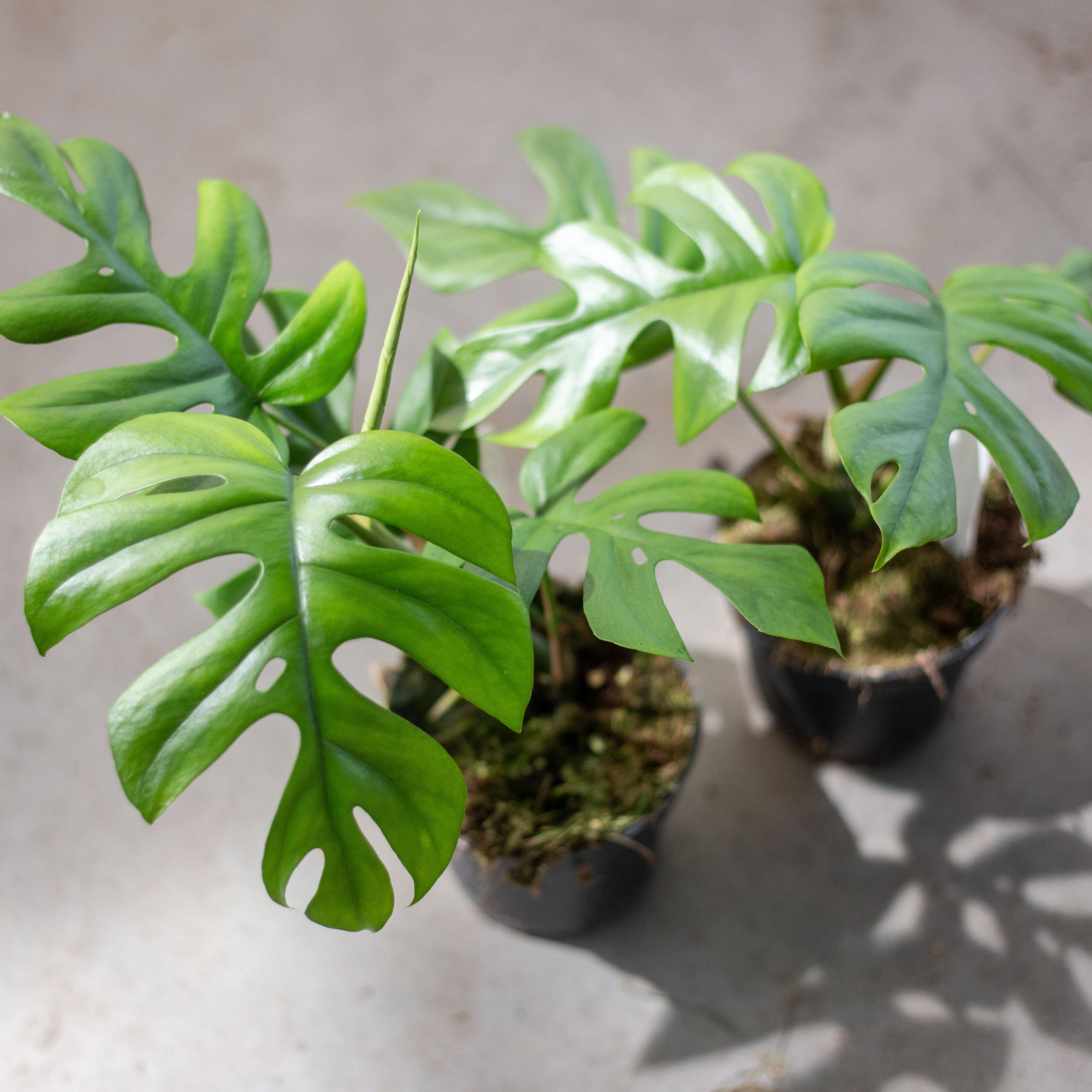 Monstera Pertusum "Little Sister"