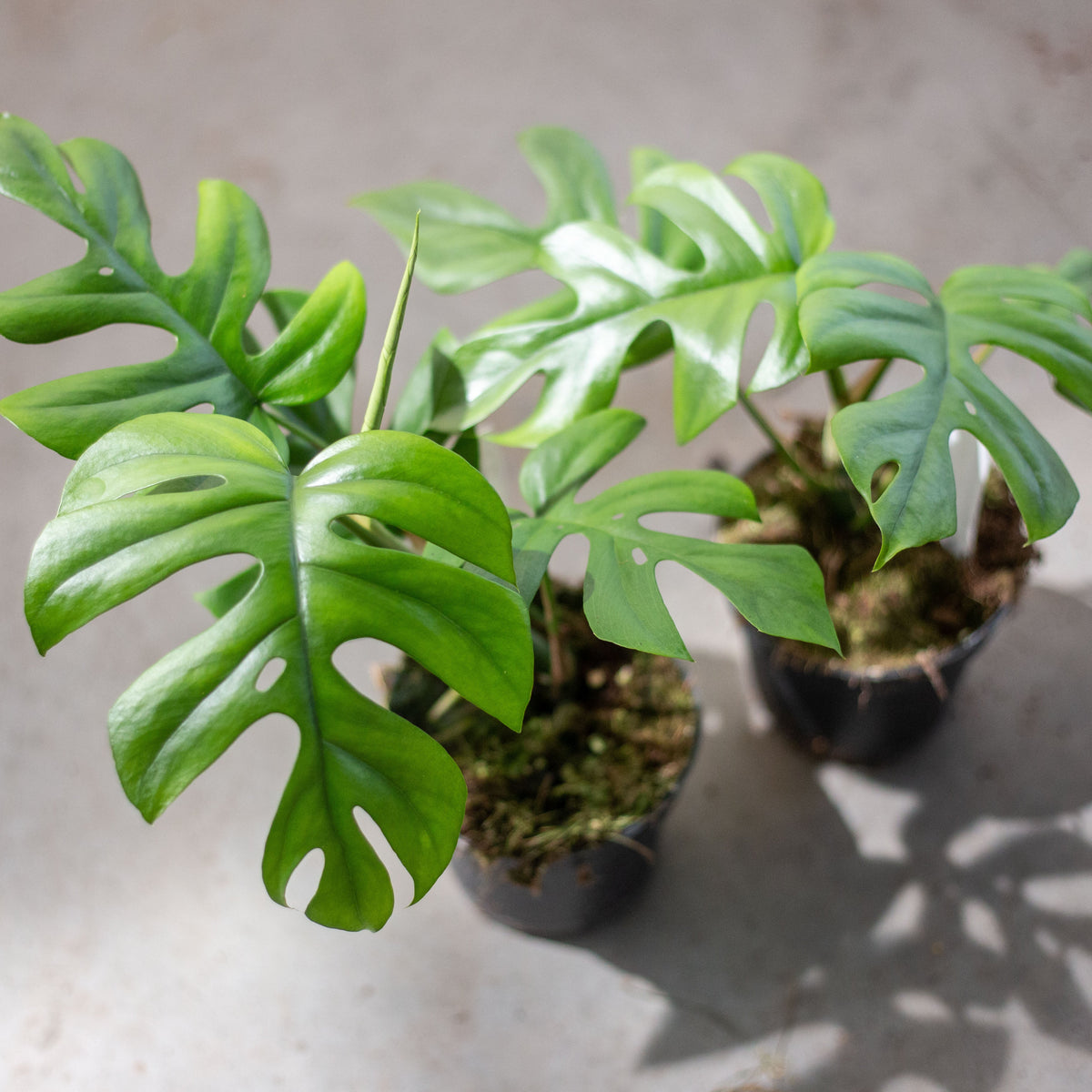 Monstera Pertusum "Little Sister"