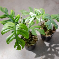 Monstera Pertusum "Little Sister"