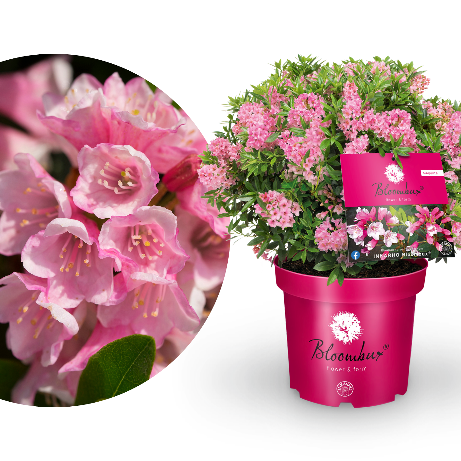 Rhododendron 'Bloombux'® Magenta