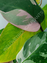 Set of philodendrons - 3 in 1 - white princess + pink princess + painted lady