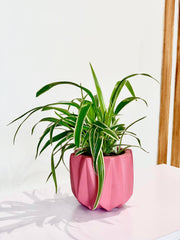 Spider Plant - Pots For Plants