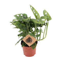 Monstera deliciosa with distinctive fenestrated green leaves in terracotta pot, kraft plant label visible, approximately…