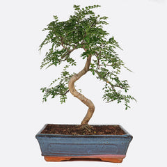 Zanthoxylum - Szechuanpfeffer, ca. 11-12 jährig, 40-45 cm, Zimmerbonsai