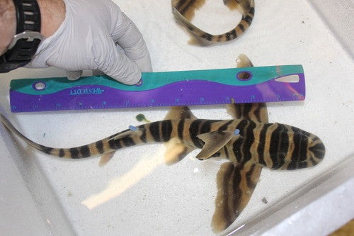 Zebra Horn Shark (Heterodontus Zebra) - 12-15"